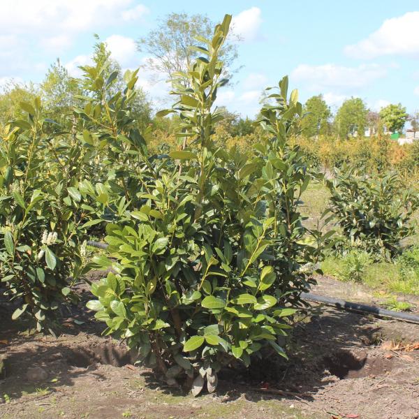 Prunus laurocerasus 'Diana'