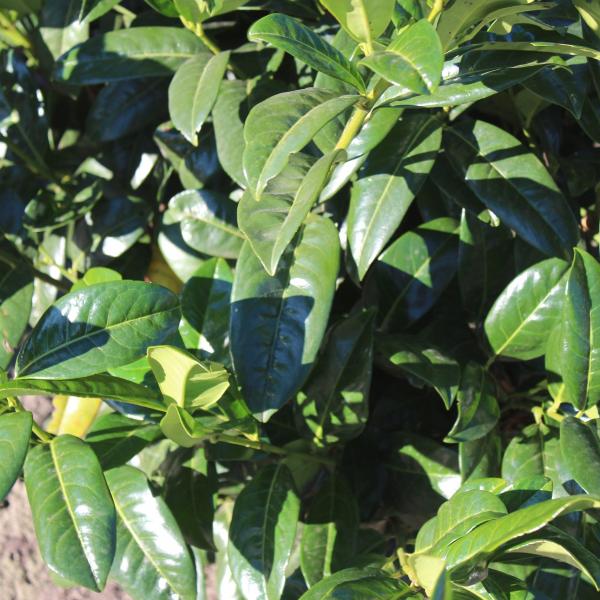 Prunus laurocerasus 'Green Gloss'