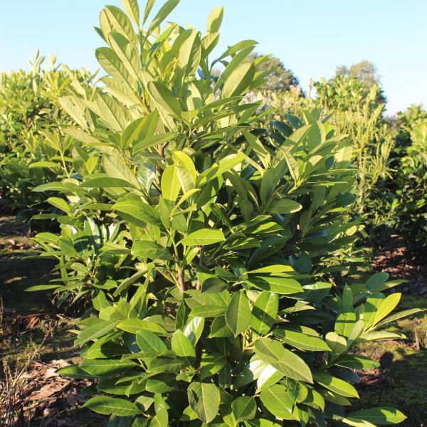Prunus laurocerasus 'Greenpeace'